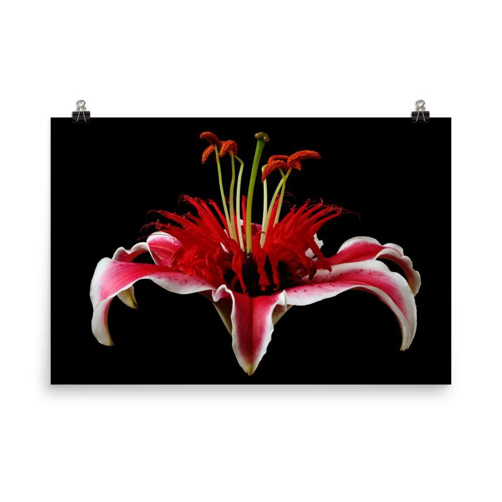 https://i.etsystatic.com/16519884/r/il/dc252f/2454448245/il_fullxfull.2454448245_bx60.jpg
