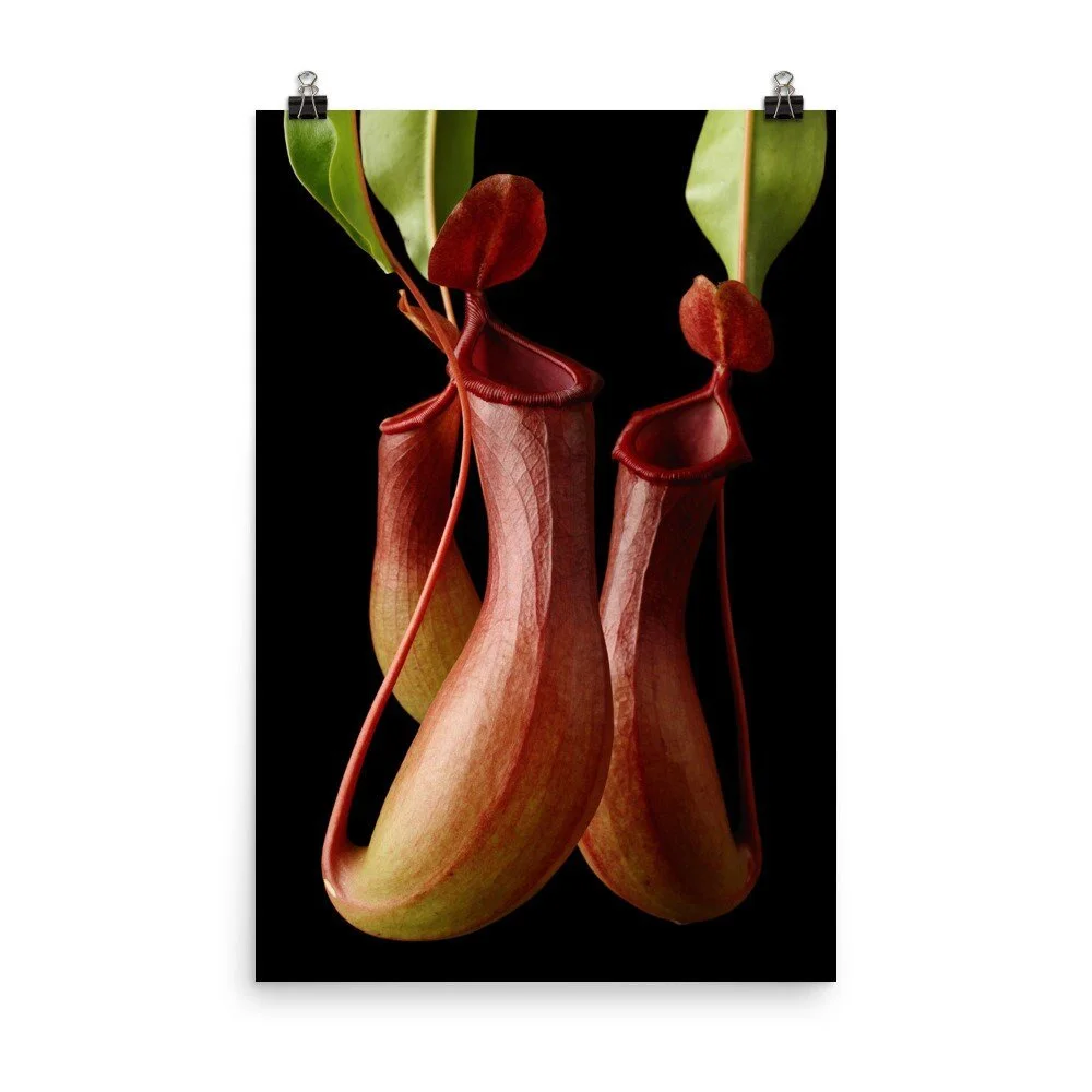 https://i.etsystatic.com/16519884/r/il/d3c7d4/2470124847/il_fullxfull.2470124847_hdir.jpg