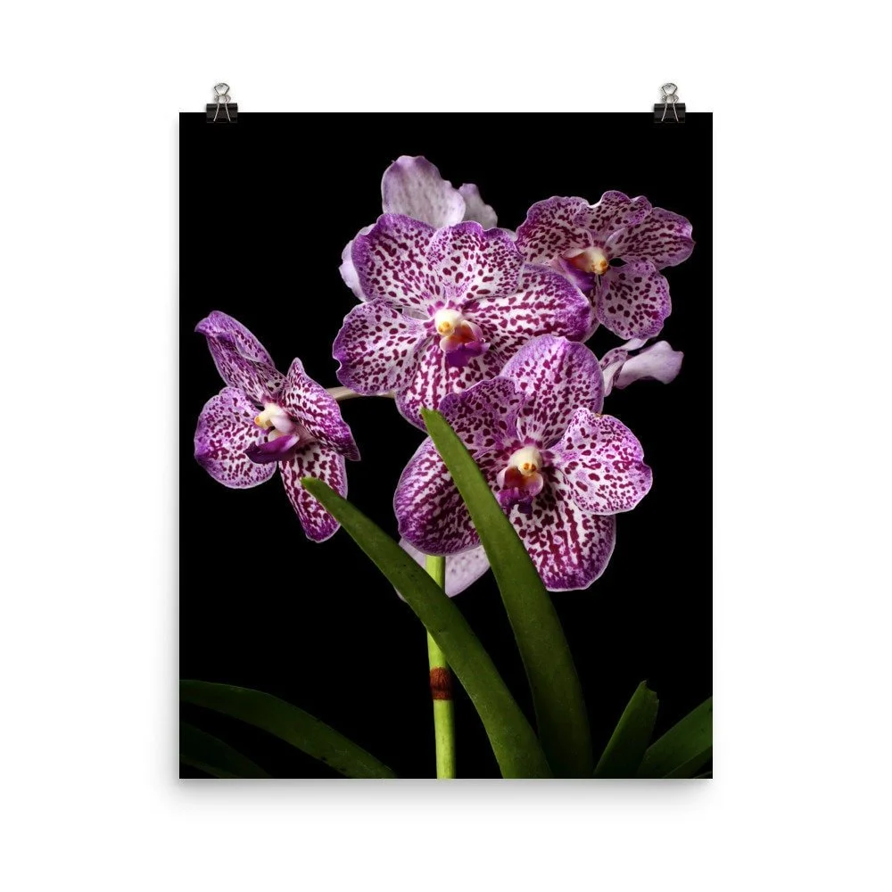 https://i.etsystatic.com/16519884/r/il/c57ac7/2422605924/il_fullxfull.2422605924_9r0r.jpg