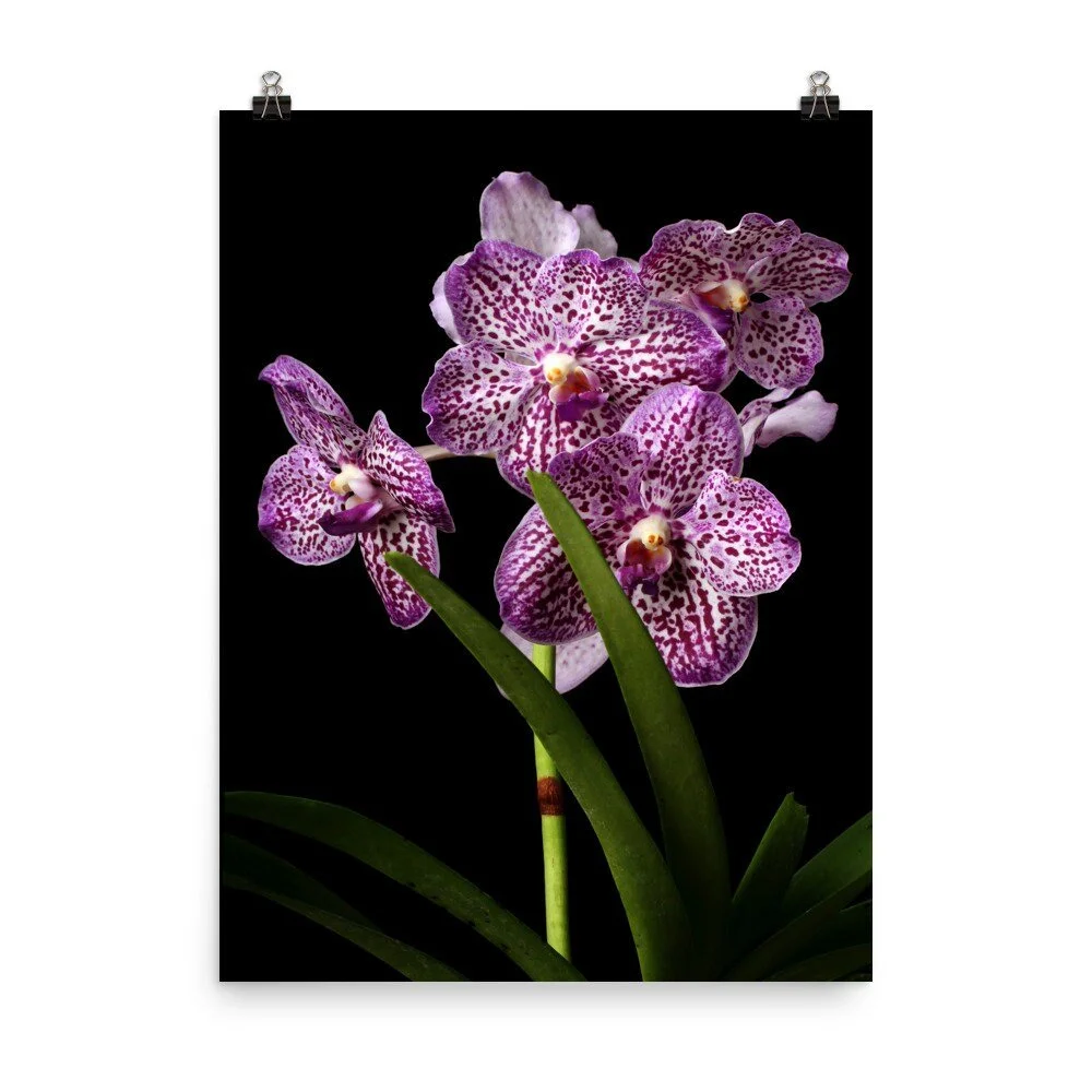 https://i.etsystatic.com/16519884/r/il/6d0a8e/2470234125/il_fullxfull.2470234125_1bc3.jpg