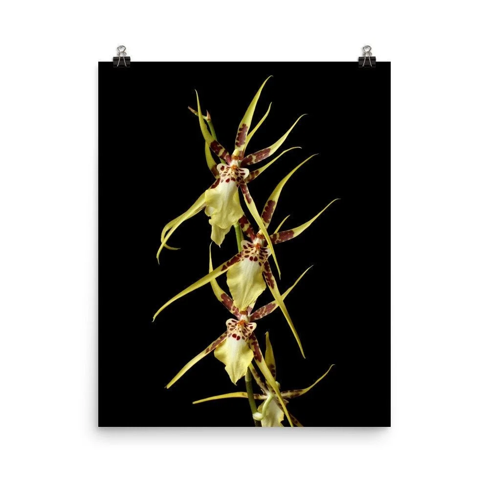 https://i.etsystatic.com/16519884/r/il/43e152/2470320689/il_fullxfull.2470320689_cgse.jpg