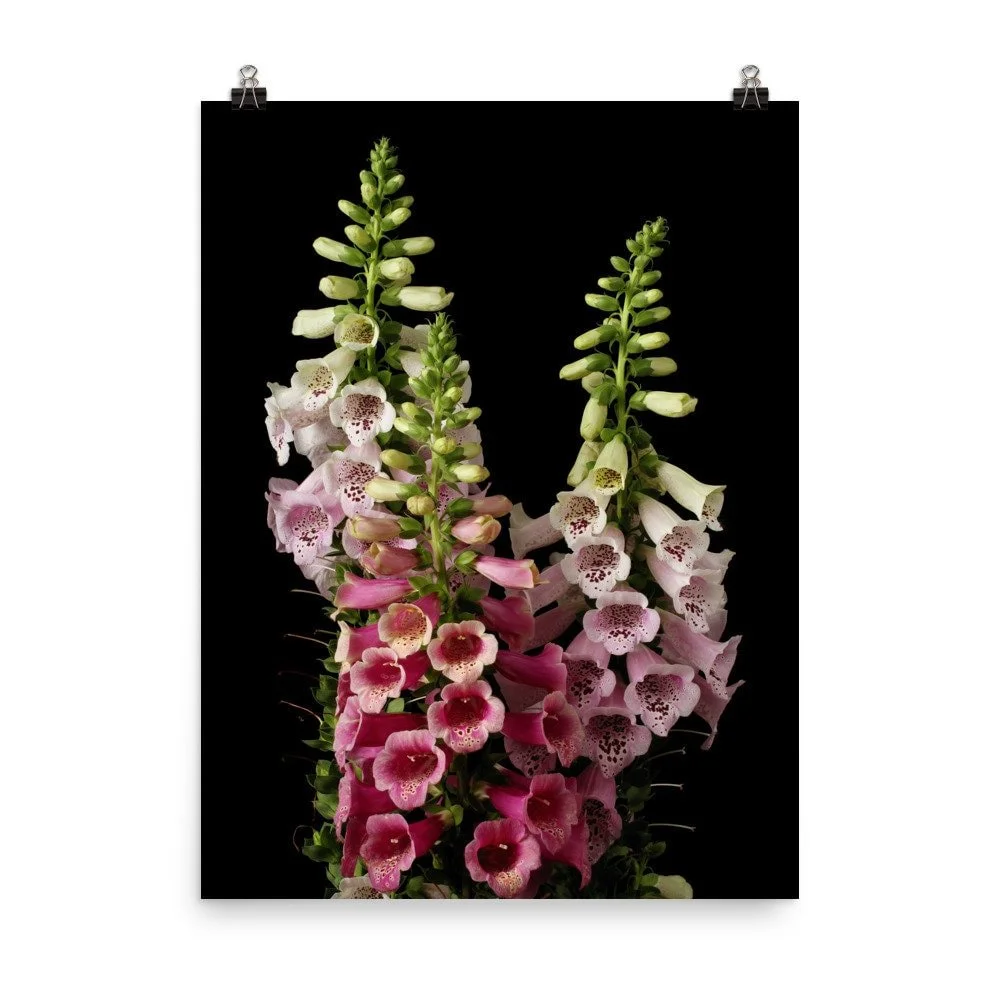 https://i.etsystatic.com/16519884/r/il/802e61/2423012436/il_fullxfull.2423012436_526d.jpg