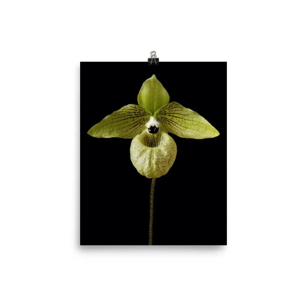 https://i.etsystatic.com/16519884/r/il/76e0fb/2423027176/il_fullxfull.2423027176_hlz2.jpg
