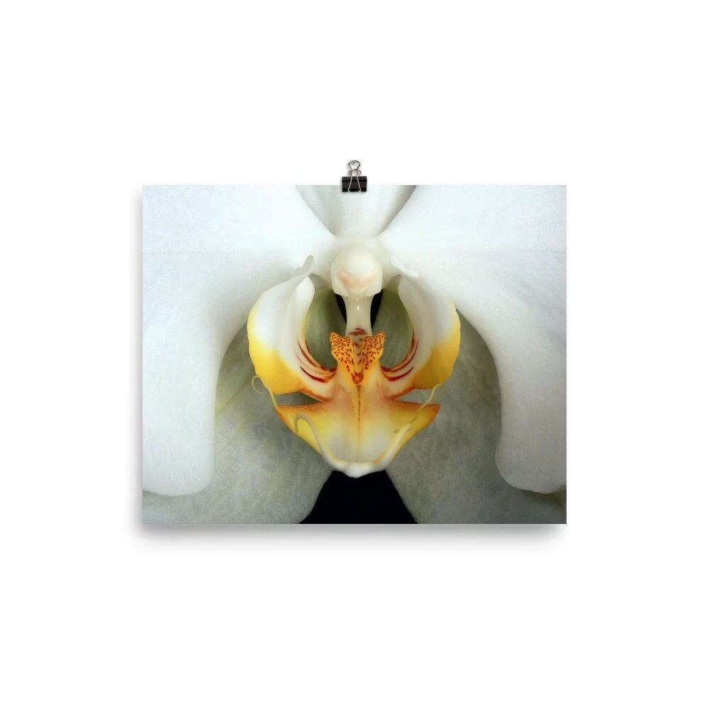 https://i.etsystatic.com/16519884/r/il/0d5f28/2423147904/il_fullxfull.2423147904_e5pw.jpg