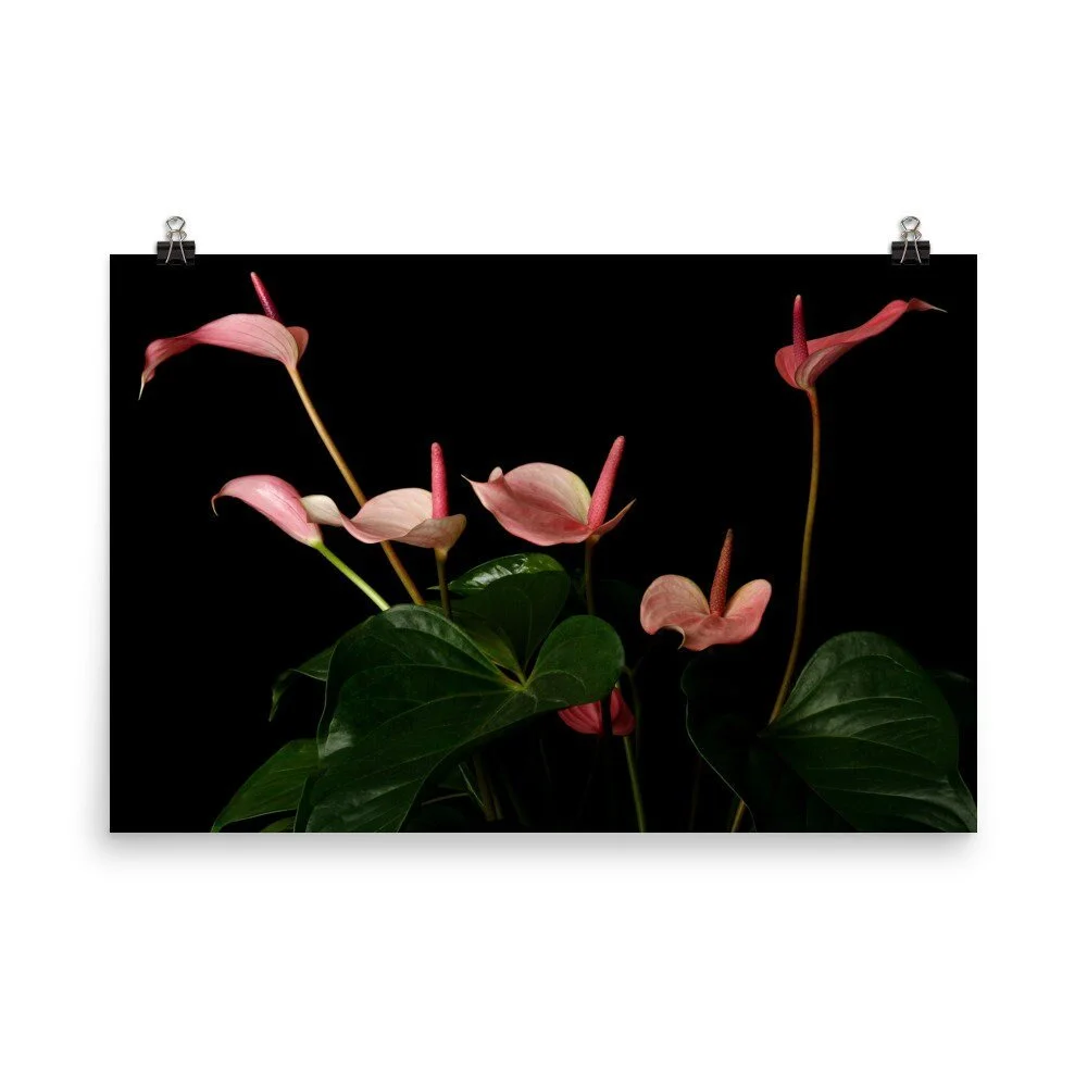 https://i.etsystatic.com/16519884/r/il/215b02/2428925098/il_fullxfull.2428925098_lp8c.jpg