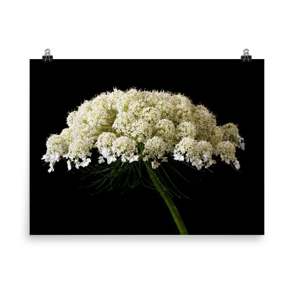 https://i.etsystatic.com/16519884/r/il/2f58fa/2450267371/il_fullxfull.2450267371_jpfi.jpg