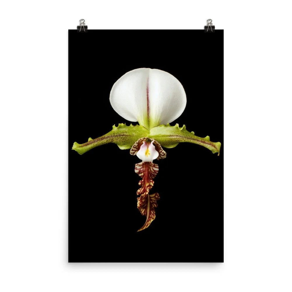 https://i.etsystatic.com/16519884/r/il/3268fd/2453490373/il_fullxfull.2453490373_bm0j.jpg
