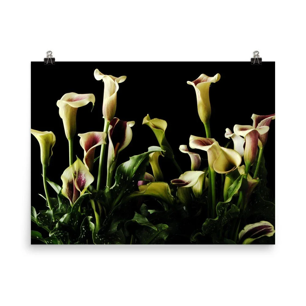 https://i.etsystatic.com/16519884/r/il/45f009/2469914189/il_fullxfull.2469914189_q6ga.jpg
