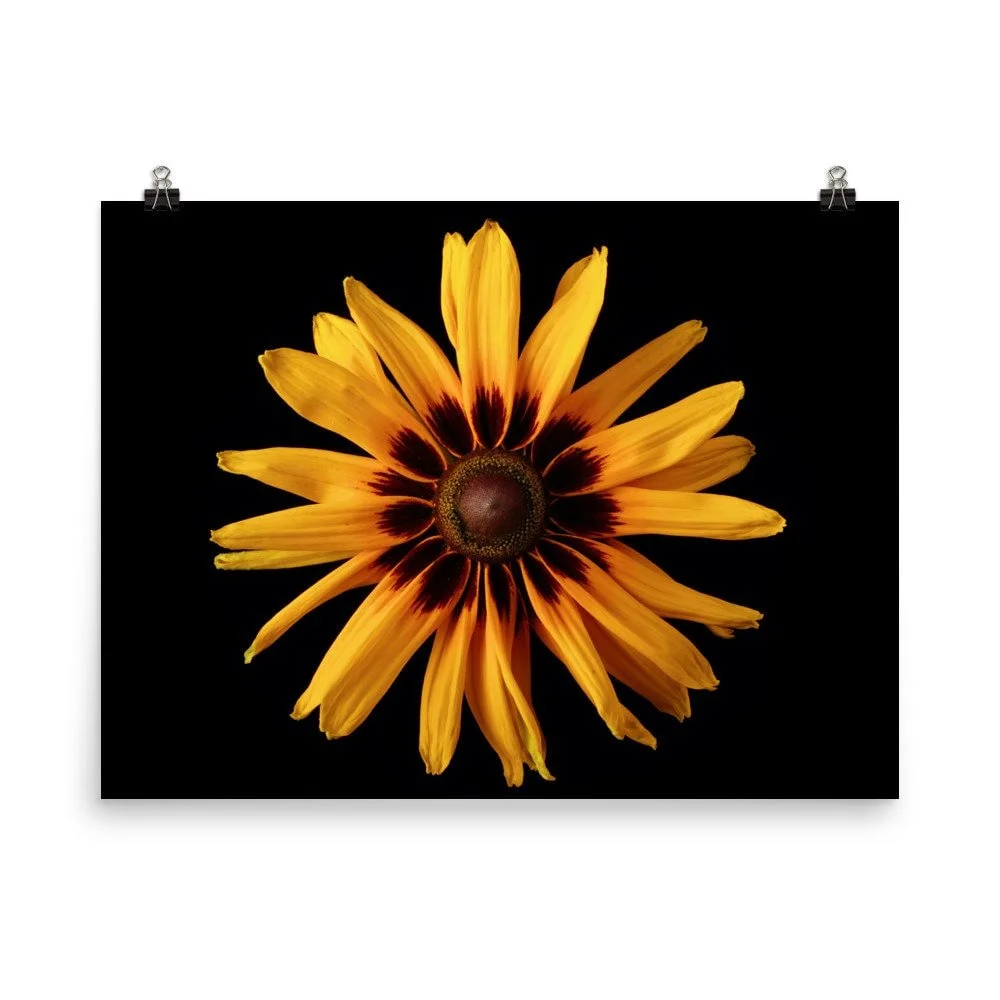 https://i.etsystatic.com/16519884/r/il/e460f4/2470603155/il_fullxfull.2470603155_il23.jpg
