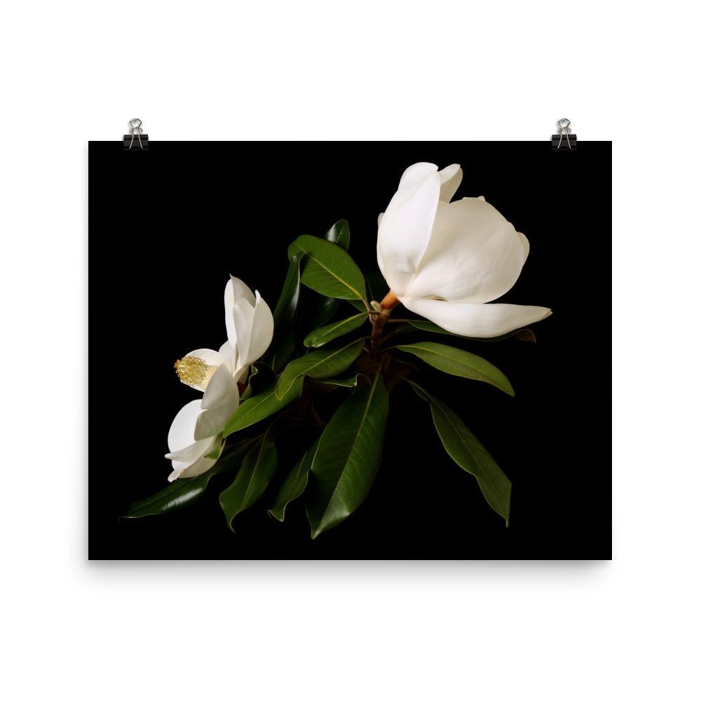 https://i.etsystatic.com/16519884/r/il/8cb7a4/2425930420/il_fullxfull.2425930420_9w3k.jpg