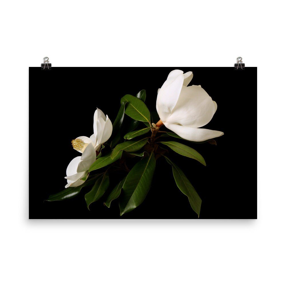 https://i.etsystatic.com/16519884/r/il/c012fe/2473557367/il_fullxfull.2473557367_h0n5.jpg