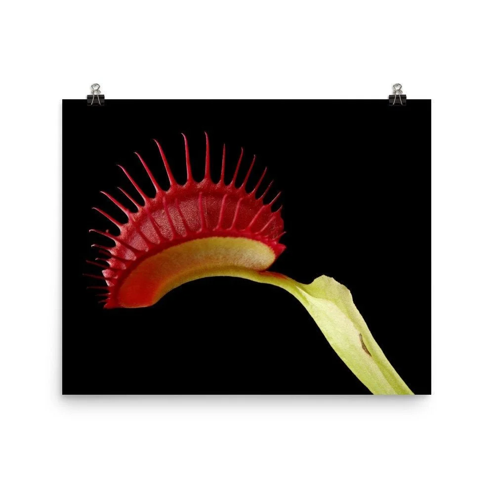 https://i.etsystatic.com/16519884/r/il/660ca8/2473954865/il_fullxfull.2473954865_oybc.jpg