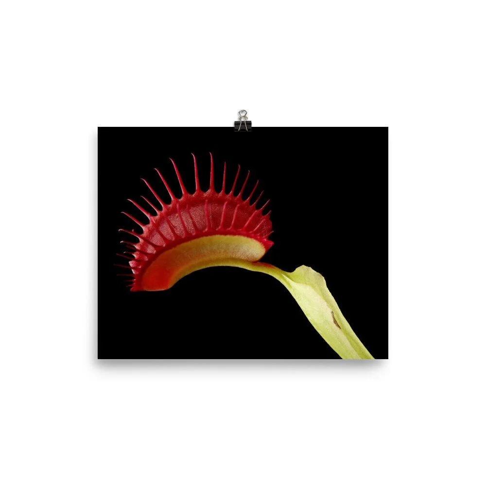 https://i.etsystatic.com/16519884/r/il/d9629b/2426321952/il_fullxfull.2426321952_jpgp.jpg