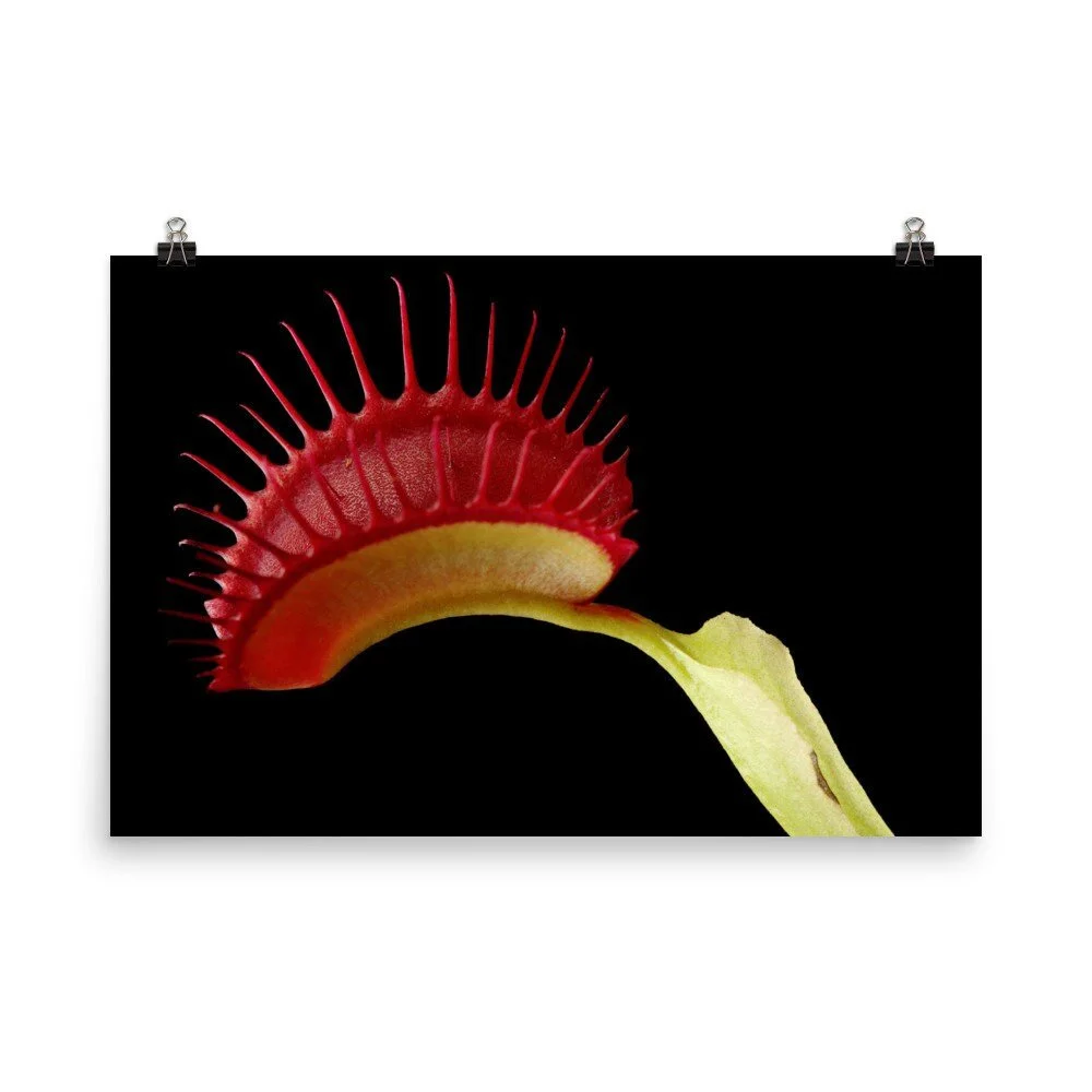 https://i.etsystatic.com/16519884/r/il/ba15e9/2473953587/il_fullxfull.2473953587_9hjz.jpg