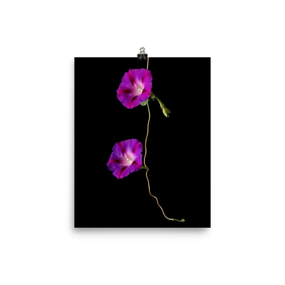 https://i.etsystatic.com/16519884/r/il/cc12df/2474013335/il_fullxfull.2474013335_cfvk.jpg