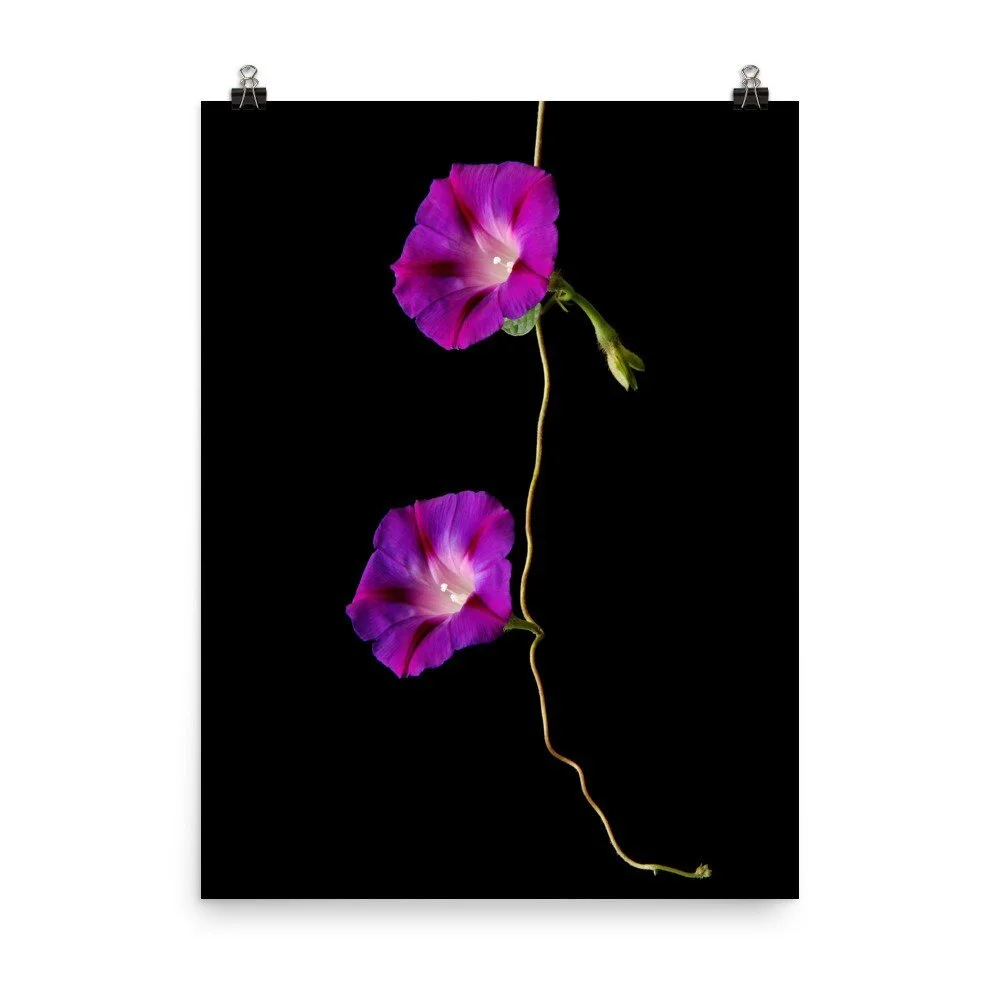 https://i.etsystatic.com/16519884/r/il/71de28/2474013255/il_fullxfull.2474013255_qbwt.jpg