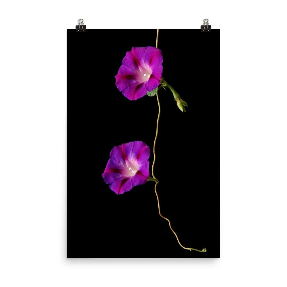 https://i.etsystatic.com/16519884/r/il/79fc99/2426381308/il_fullxfull.2426381308_32lh.jpg