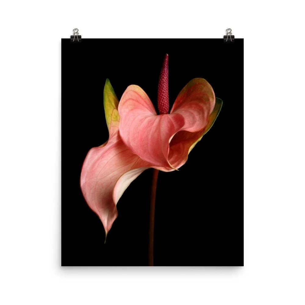 https://i.etsystatic.com/16519884/r/il/26d1d4/2429135256/il_fullxfull.2429135256_luq1.jpg