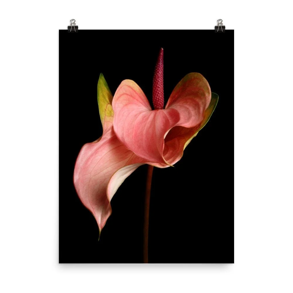 https://i.etsystatic.com/16519884/r/il/0ebea1/2476762259/il_fullxfull.2476762259_tbj6.jpg