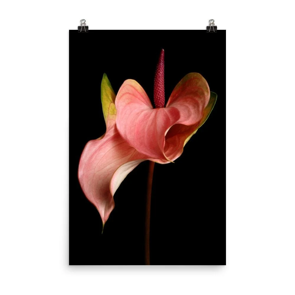 https://i.etsystatic.com/16519884/r/il/2b3ecb/2476762207/il_fullxfull.2476762207_smvz.jpg