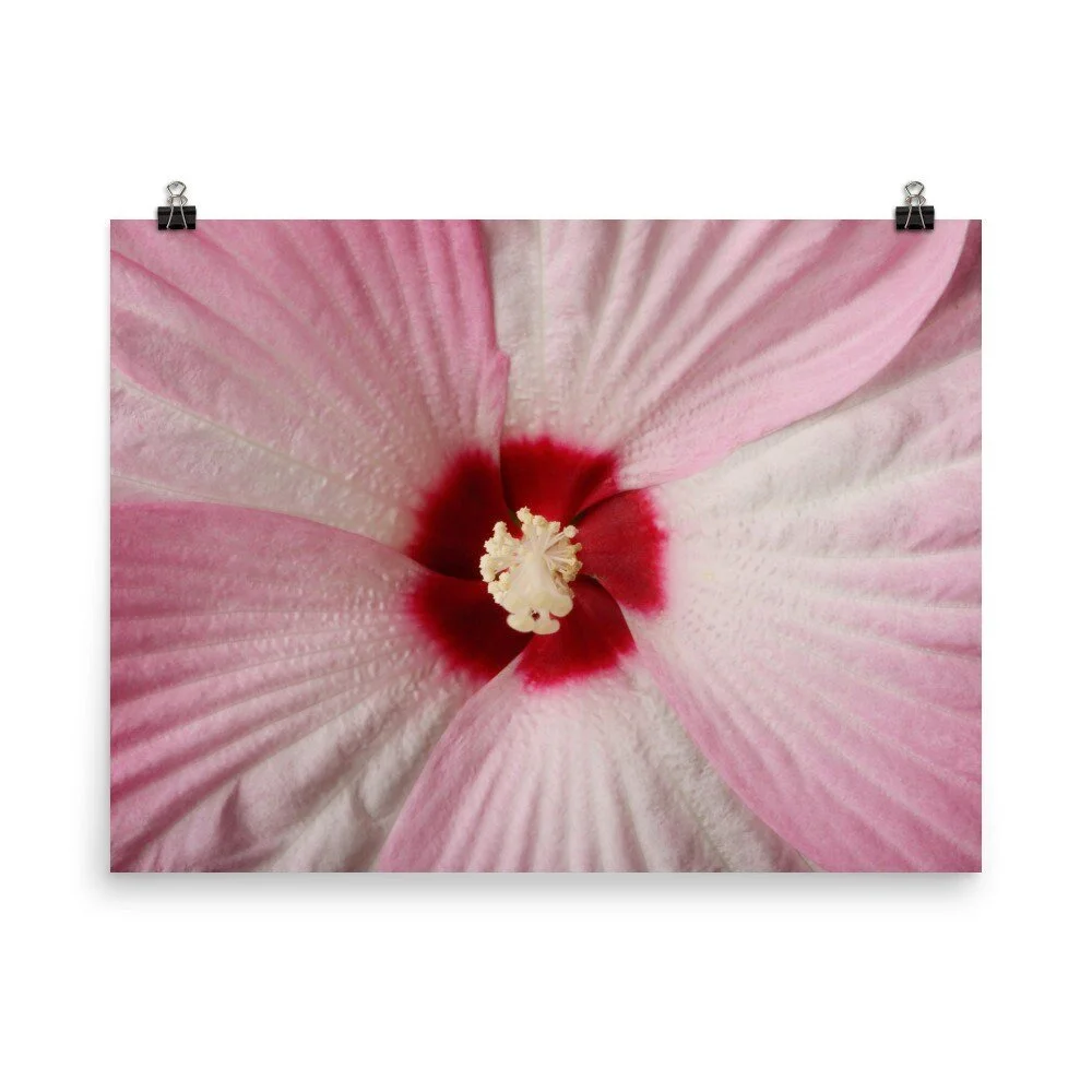 https://i.etsystatic.com/16519884/r/il/fe262e/2470789549/il_fullxfull.2470789549_cssy.jpg
