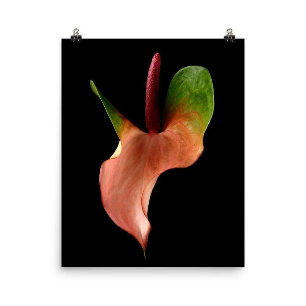 https://i.etsystatic.com/16519884/r/il/b3564f/2429072174/il_fullxfull.2429072174_otrt.jpg