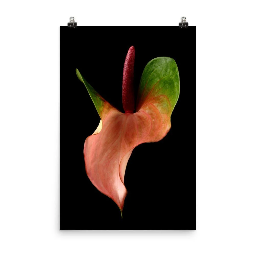 https://i.etsystatic.com/16519884/r/il/21b44c/2429069822/il_fullxfull.2429069822_3sc9.jpg
