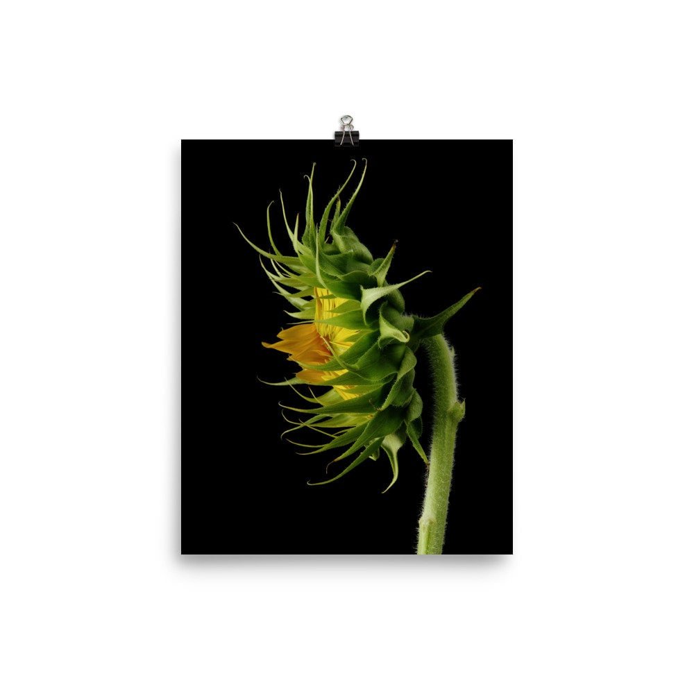https://i.etsystatic.com/16519884/r/il/cba78a/2474434985/il_fullxfull.2474434985_ow7f.jpg