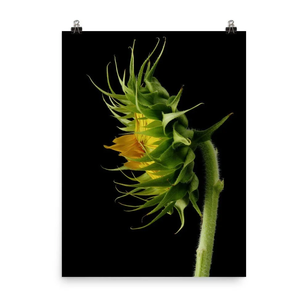 https://i.etsystatic.com/16519884/r/il/84901f/2426803308/il_fullxfull.2426803308_c1ei.jpg