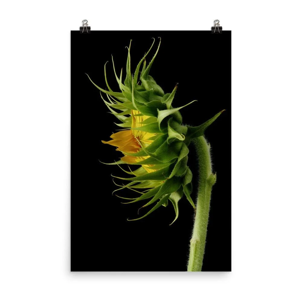 https://i.etsystatic.com/16519884/r/il/86033b/2474434831/il_fullxfull.2474434831_n19l.jpg