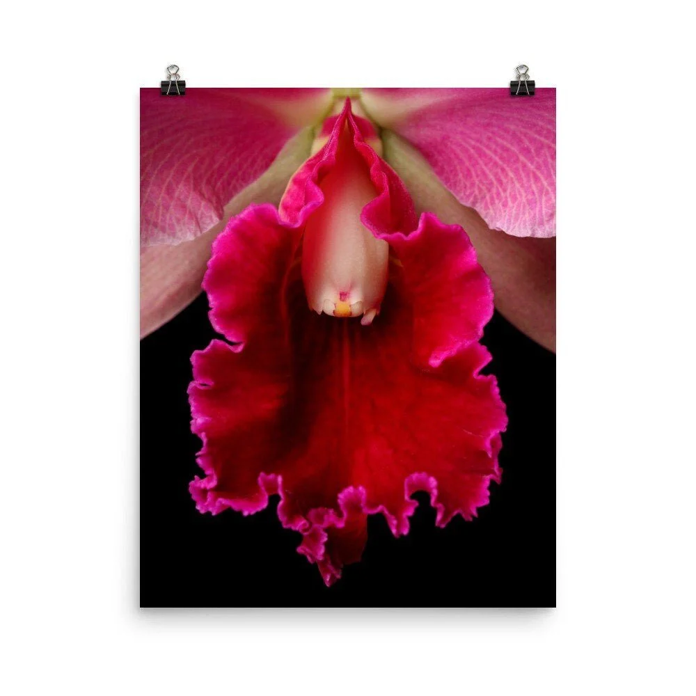 https://i.etsystatic.com/16519884/r/il/295831/2430850964/il_fullxfull.2430850964_j2l8.jpg