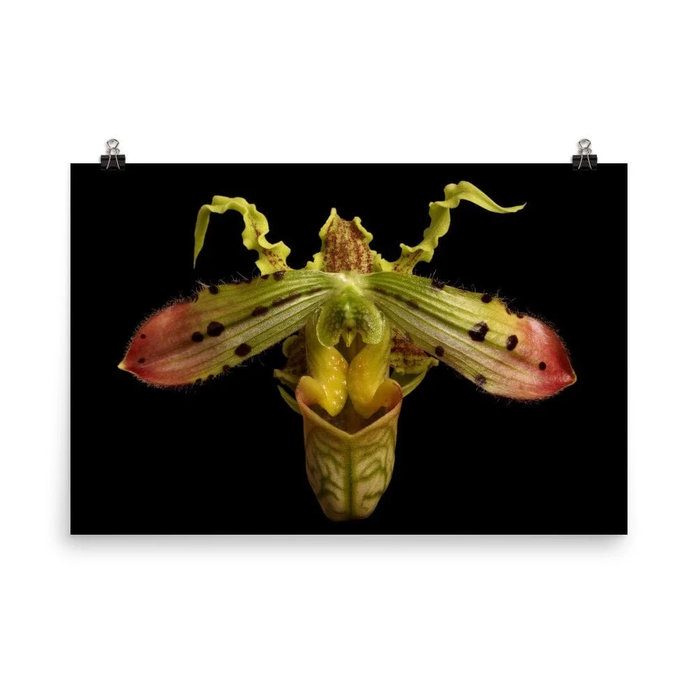 https://i.etsystatic.com/16519884/r/il/c9eae0/2484426011/il_fullxfull.2484426011_8l6j.jpg