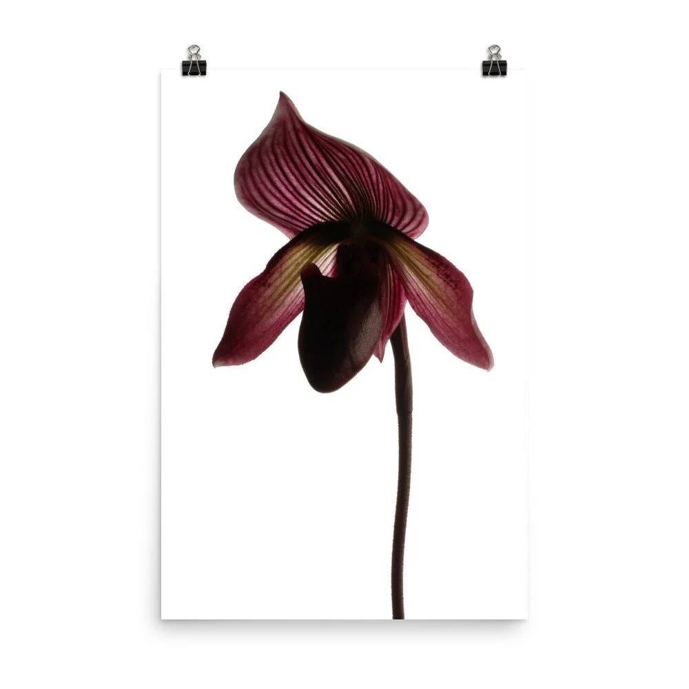 https://i.etsystatic.com/16519884/r/il/2c0171/2439198260/il_fullxfull.2439198260_jzpq.jpg