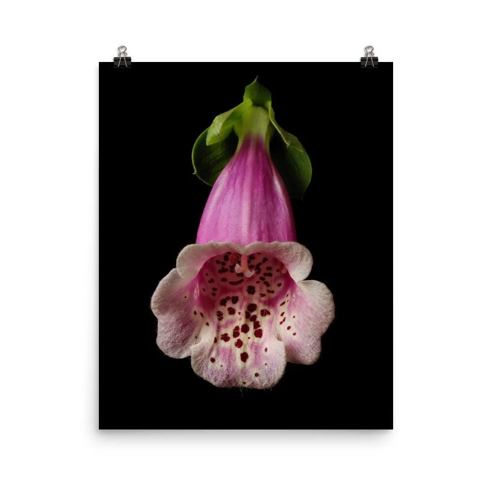https://i.etsystatic.com/16519884/r/il/4f00b1/2475488569/il_fullxfull.2475488569_80ho.jpg