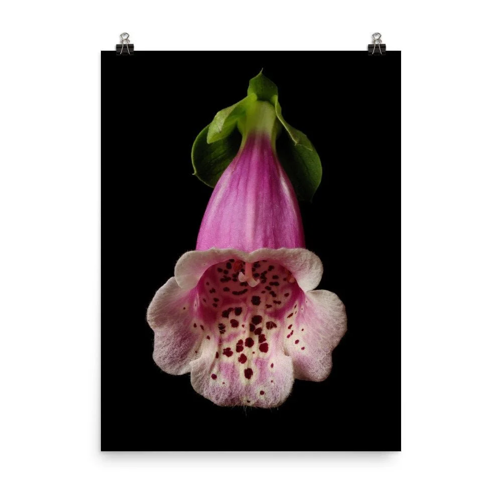 https://i.etsystatic.com/16519884/r/il/57b5c2/2475487803/il_fullxfull.2475487803_5iih.jpg