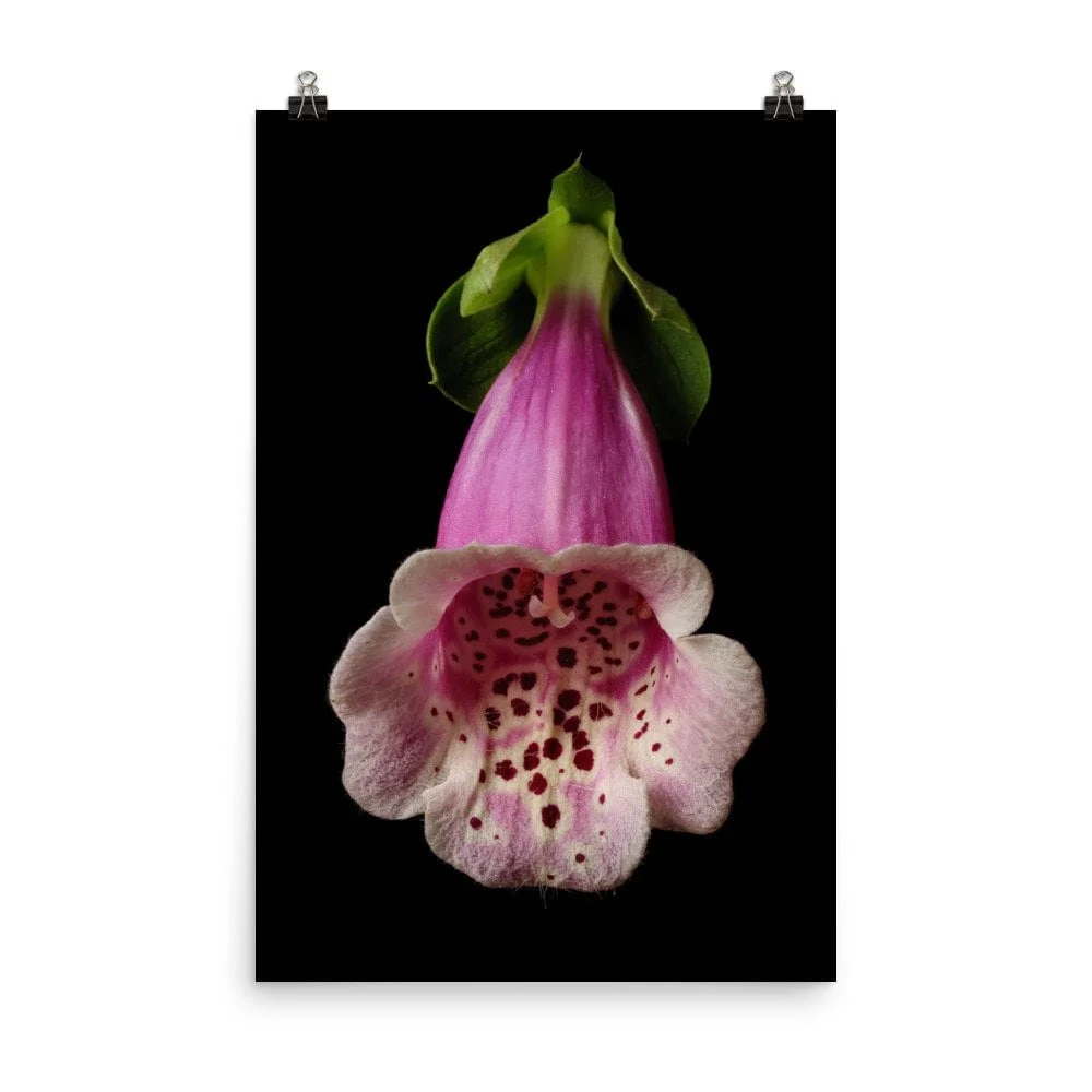 https://i.etsystatic.com/16519884/r/il/8eab5f/2427857164/il_fullxfull.2427857164_2h27.jpg