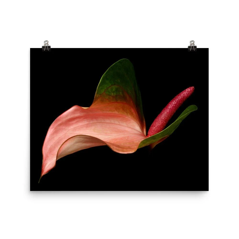 https://i.etsystatic.com/16519884/r/il/6e8404/2476681569/il_fullxfull.2476681569_136d.jpg