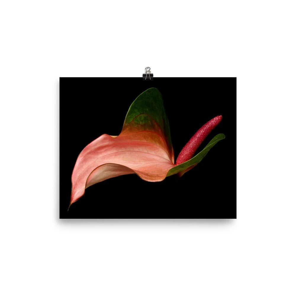 https://i.etsystatic.com/16519884/r/il/fd4b7e/2429052442/il_fullxfull.2429052442_l0vt.jpg