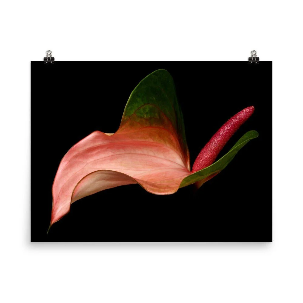 https://i.etsystatic.com/16519884/r/il/46ad5c/2429052382/il_fullxfull.2429052382_7a3r.jpg