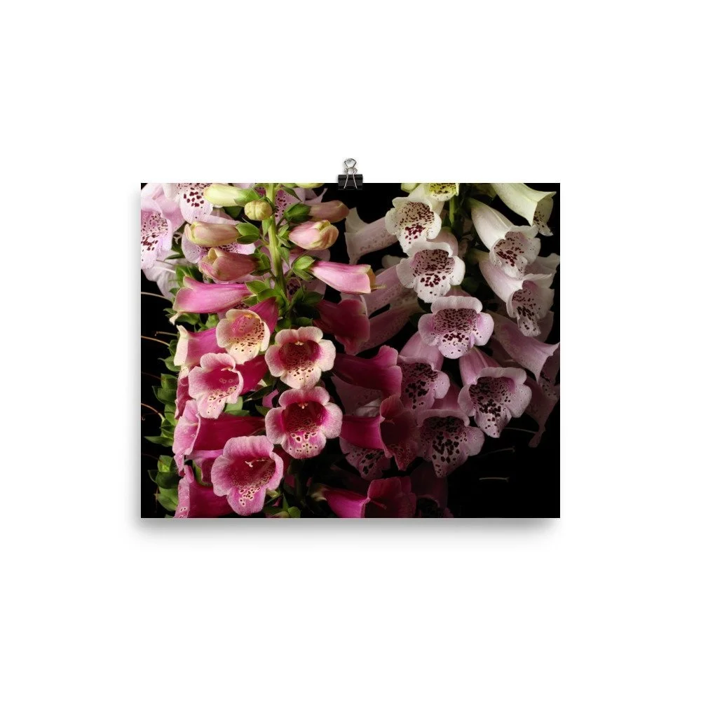 https://i.etsystatic.com/16519884/r/il/598489/2428086120/il_fullxfull.2428086120_ea13.jpg