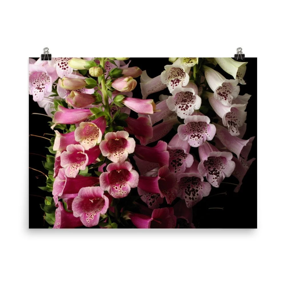 https://i.etsystatic.com/16519884/r/il/6afcda/2428086040/il_fullxfull.2428086040_s7jf.jpg