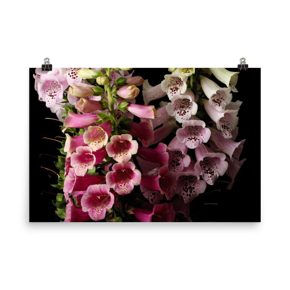 https://i.etsystatic.com/16519884/r/il/aefa9c/2475717049/il_fullxfull.2475717049_pcve.jpg