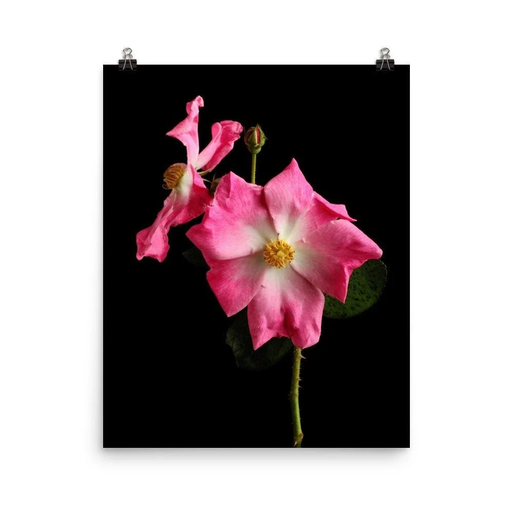 https://i.etsystatic.com/16519884/r/il/8dc3f0/2476160753/il_fullxfull.2476160753_jwhe.jpg