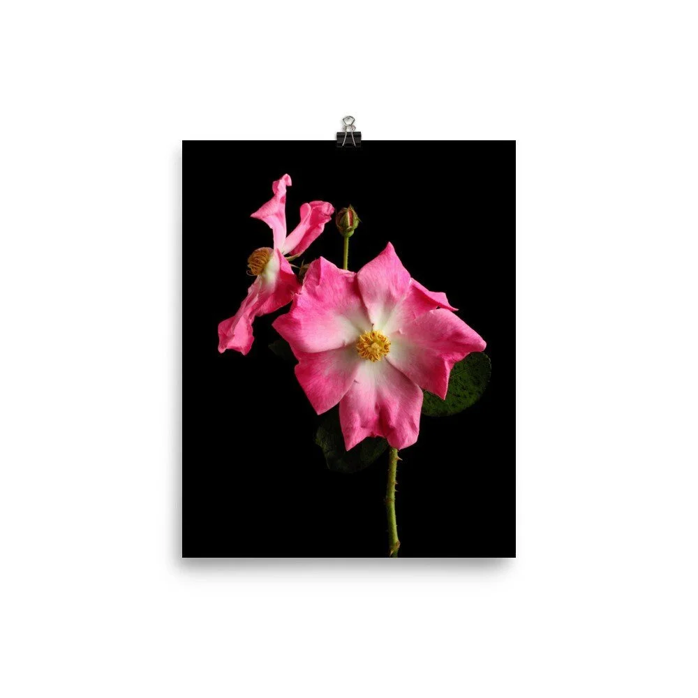 https://i.etsystatic.com/16519884/r/il/262d7d/2476159203/il_fullxfull.2476159203_gslu.jpg