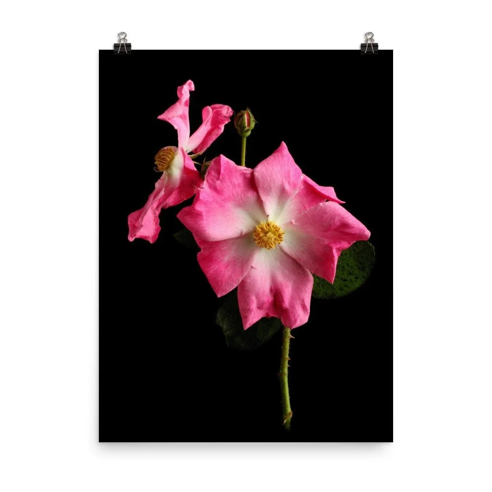 https://i.etsystatic.com/16519884/r/il/01c843/2428530058/il_fullxfull.2428530058_7e82.jpg