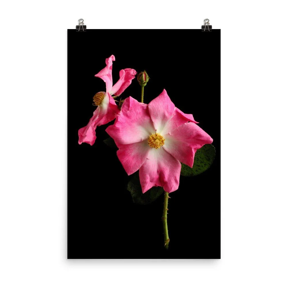 https://i.etsystatic.com/16519884/r/il/fad127/2476159057/il_fullxfull.2476159057_nw6s.jpg