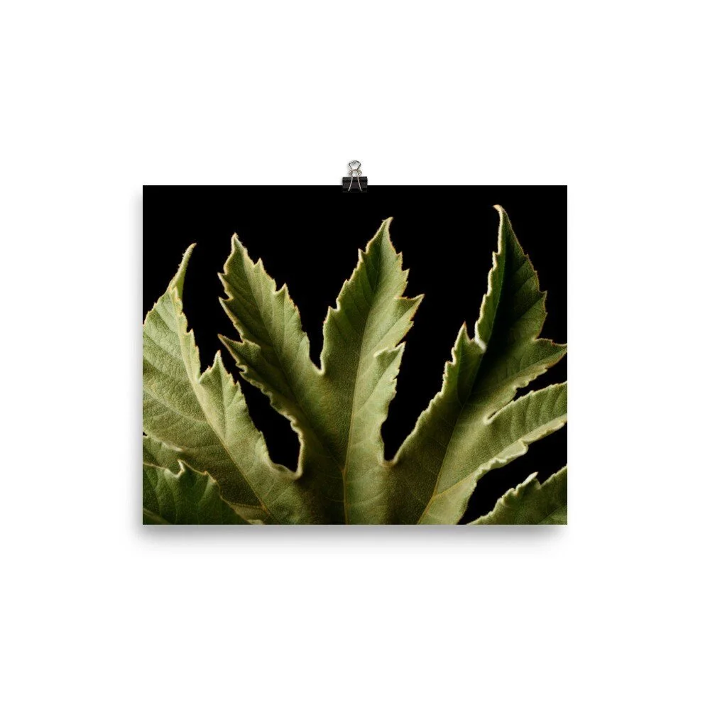 https://i.etsystatic.com/16519884/r/il/9e52b8/2480332317/il_fullxfull.2480332317_5yd8.jpg