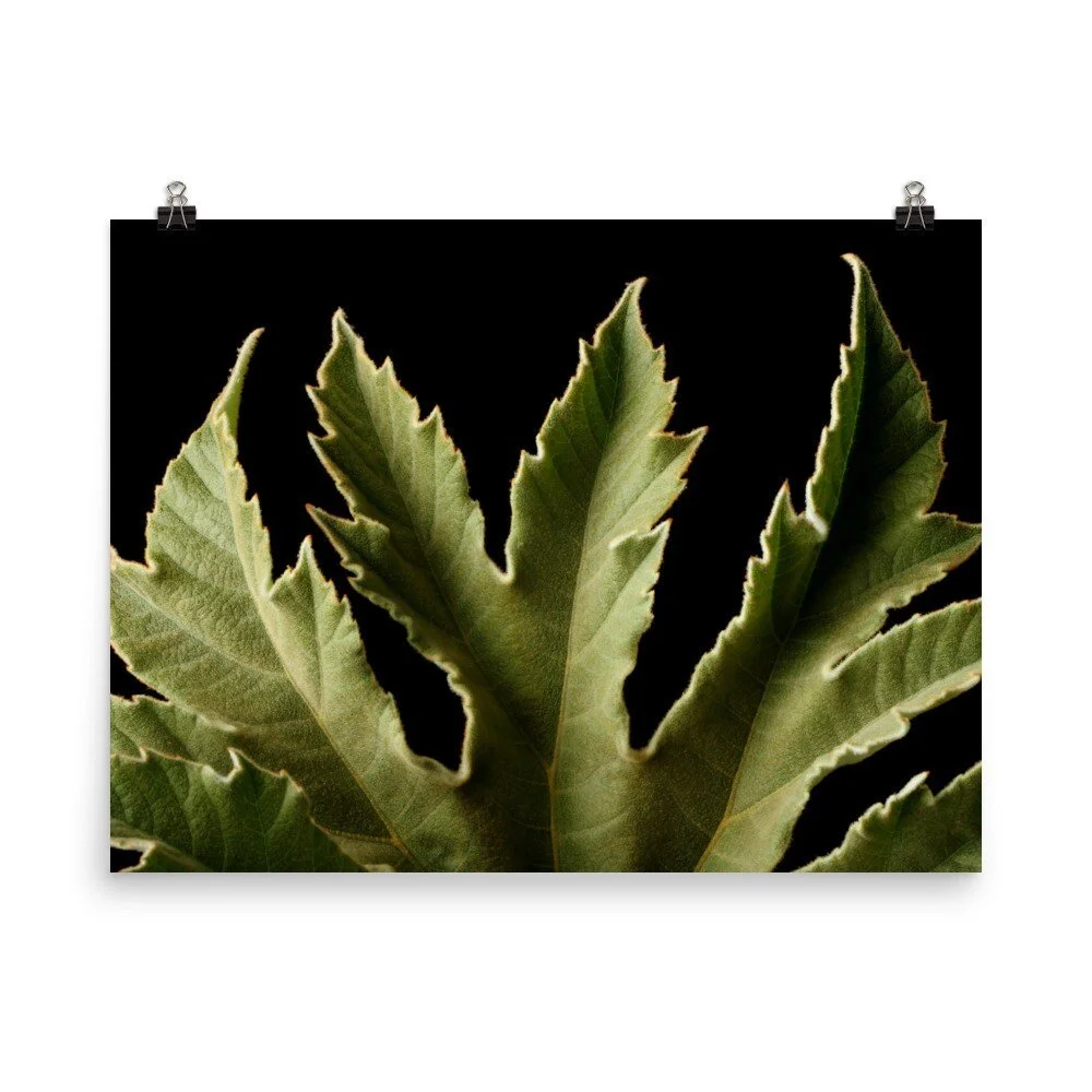https://i.etsystatic.com/16519884/r/il/c0a1df/2432705060/il_fullxfull.2432705060_1i86.jpg