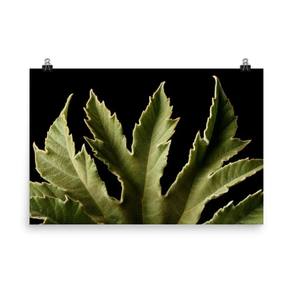 https://i.etsystatic.com/16519884/r/il/c9ad9c/2432705010/il_fullxfull.2432705010_76qx.jpg