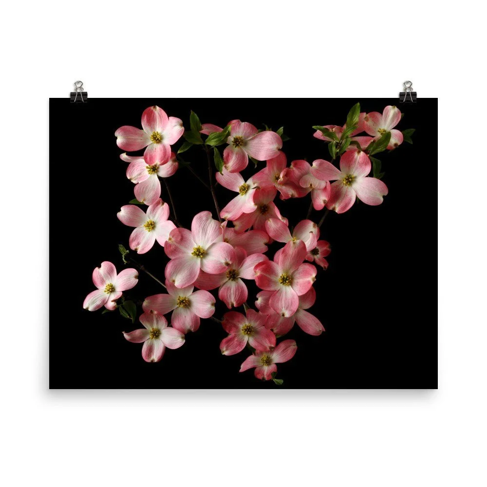 https://i.etsystatic.com/16519884/r/il/4b52ee/2433066192/il_fullxfull.2433066192_e4ta.jpg